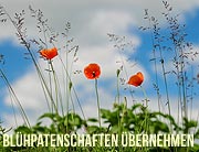 Erlebnishof Spargelhof Koppold bietet Blüh-Patenschaften - werden sie aktiv für den Bienenschutz (©Foto: Karol D, pexels.com)